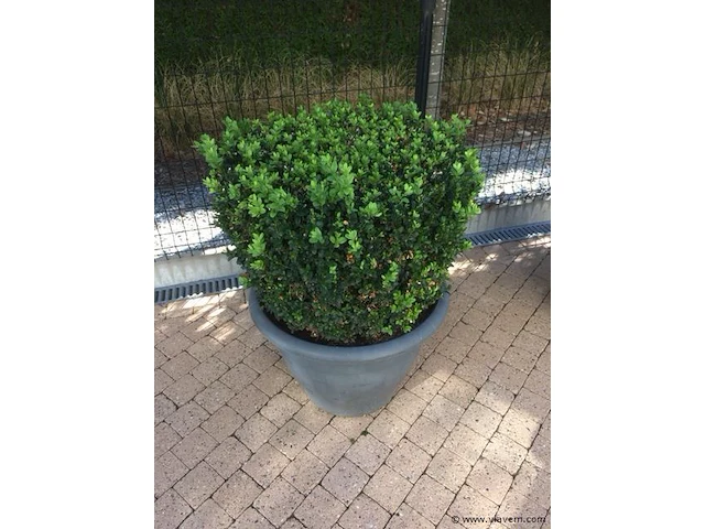 1 plant + 1 pot - afbeelding 1 van  1