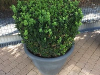 1 plant + 1 pot