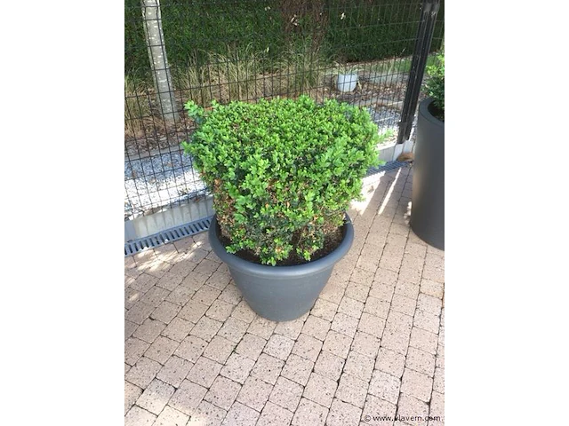 1 plant + 1 pot - afbeelding 1 van  1