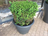 1 plant + 1 pot