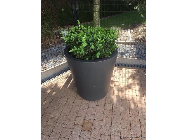 1 plant + 1 pot - afbeelding 1 van  1