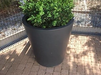 1 plant + 1 pot - afbeelding 1 van  1