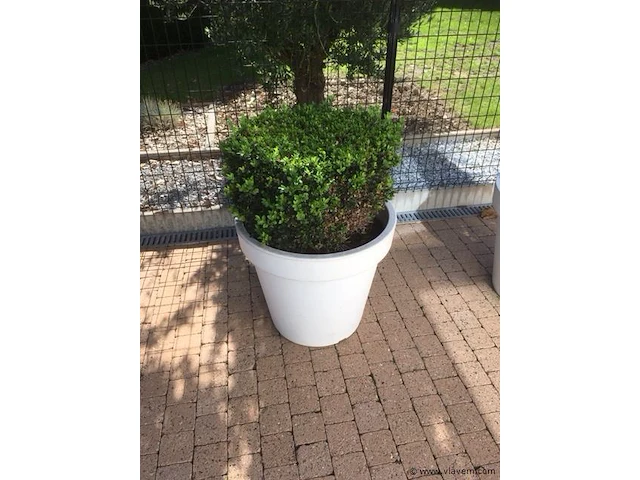 1 plant + 1 pot - afbeelding 1 van  1