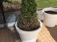 1 plant + 1 pot