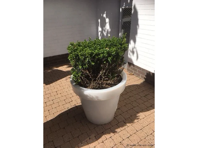1 plant + 1 pot - afbeelding 1 van  1