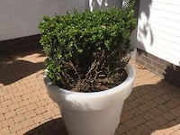 1 plant + 1 pot