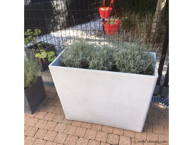 1 plant + 1 pot - afbeelding 1 van  1