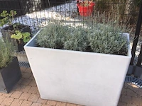 1 plant + 1 pot - afbeelding 1 van  1