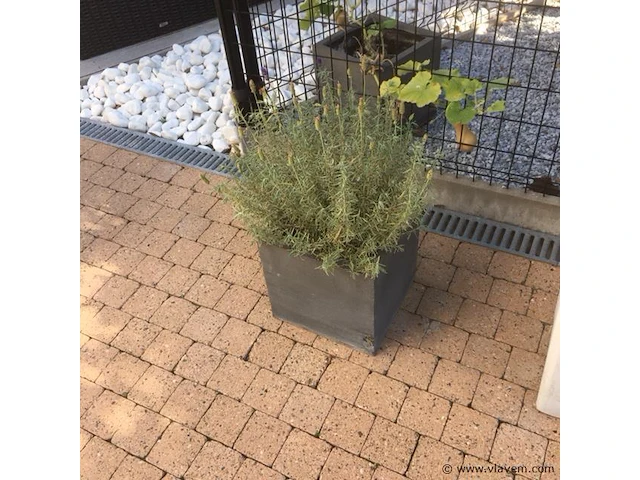 1 plant + 1 pot - afbeelding 1 van  1