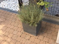 1 plant + 1 pot - afbeelding 1 van  1
