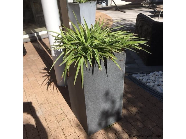 1 plant + 1 pot - afbeelding 1 van  1