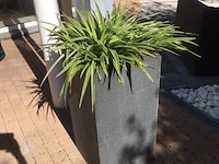 1 plant + 1 pot - afbeelding 1 van  1