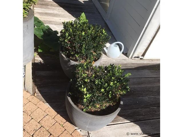 1 plant + 1 pot - afbeelding 1 van  1