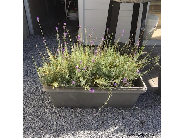 1 plant + 1 pot - afbeelding 1 van  1