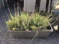1 plant + 1 pot - afbeelding 1 van  1