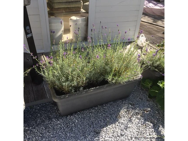 1 plant + 1 pot - afbeelding 1 van  1