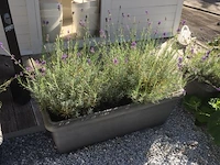 1 plant + 1 pot - afbeelding 1 van  1