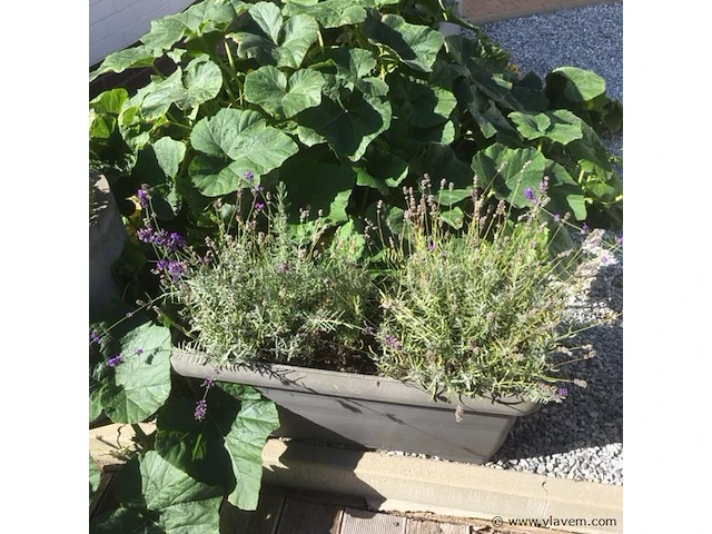 1 plant + 1 pot - afbeelding 1 van  1