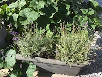 1 plant + 1 pot - afbeelding 1 van  1