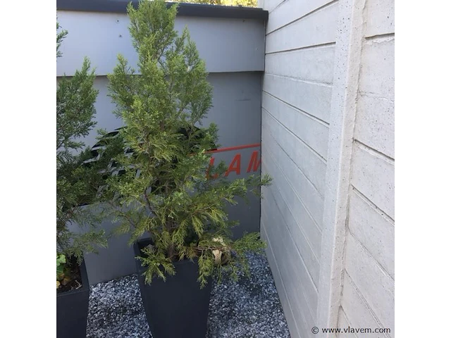 1 plant + 1 pot - afbeelding 1 van  1