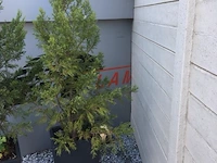 1 plant + 1 pot - afbeelding 1 van  1