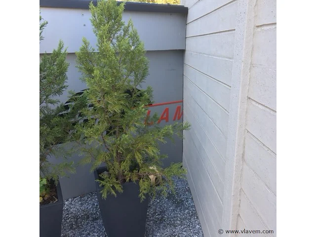 1 plant + 1 pot - afbeelding 1 van  1