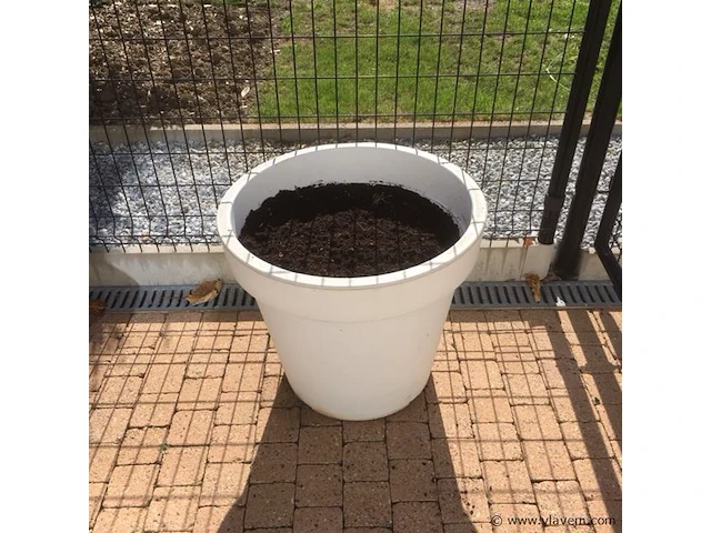 1 plant + 1 pot - afbeelding 1 van  1