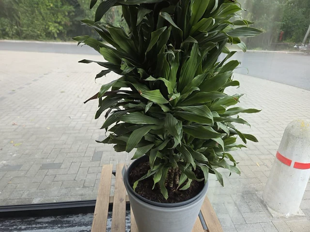 1 pot met plant - afbeelding 2 van  3
