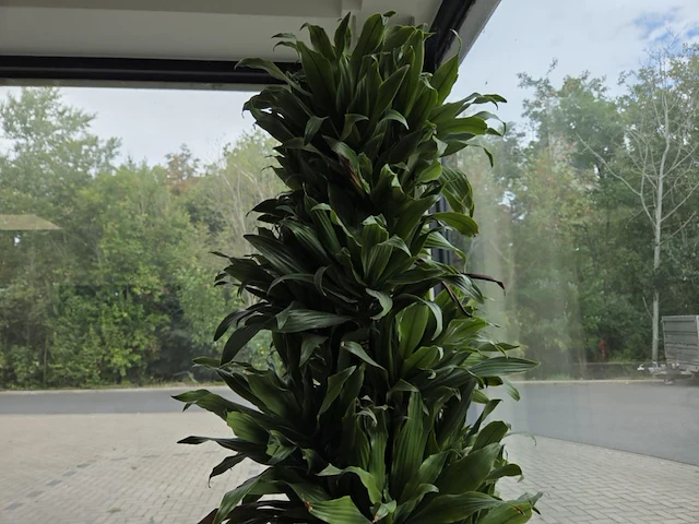 1 pot met plant - afbeelding 3 van  3