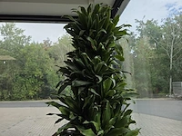 1 pot met plant - afbeelding 3 van  3