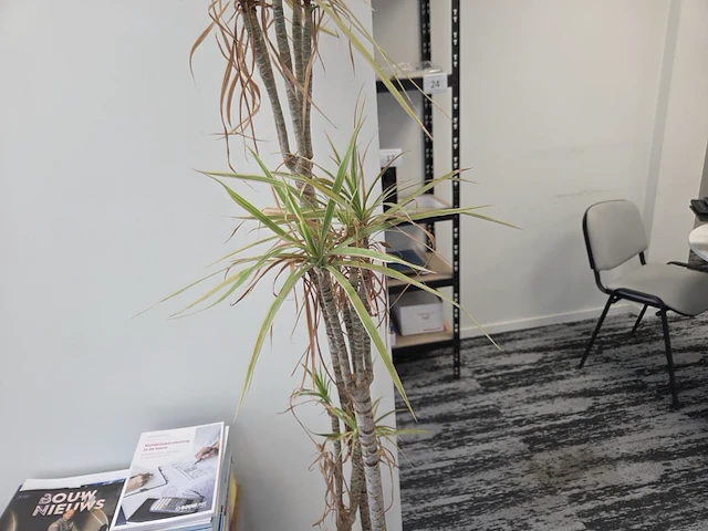 1 pot met plant - afbeelding 2 van  2