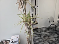 1 pot met plant - afbeelding 2 van  2