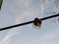 1 prikkabel met lichtbulbs - afbeelding 5 van  7