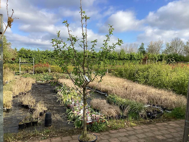 1 prunus kanzan - afbeelding 1 van  2