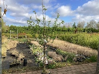 1 prunus kanzan - afbeelding 1 van  2