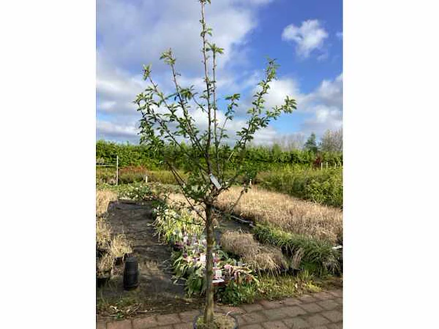 1 prunus kanzan - afbeelding 2 van  2