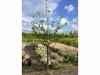 1 prunus kanzan - afbeelding 2 van  2