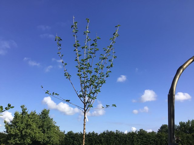 1 prunus kanzan - afbeelding 1 van  2