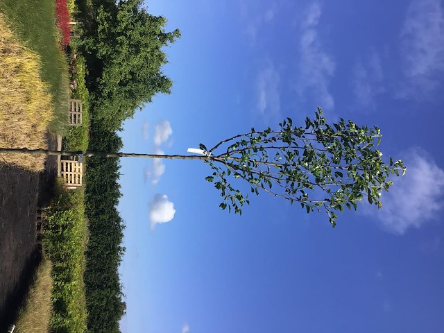 1 pyrus chanticleer - afbeelding 2 van  2