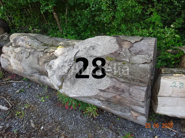 1 set bomen valt over een lengte van +/- 12m op diam. +/- 90cm (alleen ter informatie) - afbeelding 1 van  7