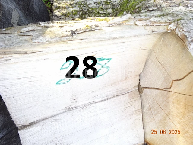 1 set bomen valt over een lengte van +/- 12m op diam. +/- 90cm (alleen ter informatie) - afbeelding 4 van  7
