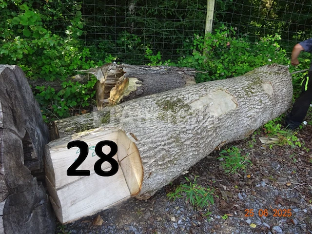 1 set bomen valt over een lengte van +/- 12m op diam. +/- 90cm (alleen ter informatie) - afbeelding 5 van  7