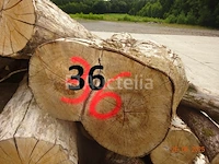 1 set van +/- 20 boomstammen +/- 2m20 lang/diam. 40cm + de 4 stuks op de machine - afbeelding 5 van  6