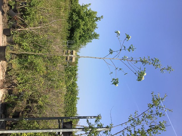 1 sorbus - afbeelding 2 van  2