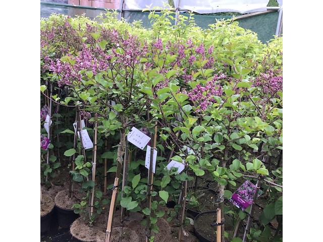 1 syringenstam - afbeelding 2 van  3