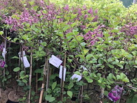 1 syringenstam - afbeelding 2 van  3