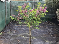 1 syringenstam - afbeelding 3 van  3