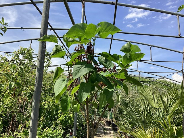 1 syringenstam - afbeelding 1 van  3