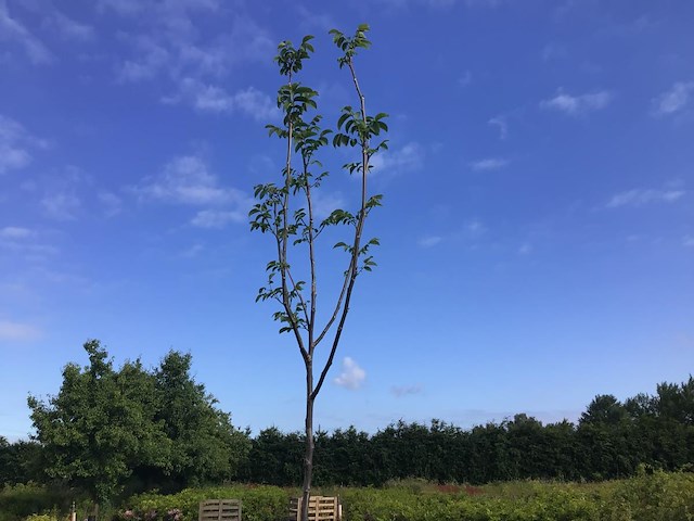1 tamme kastanje - afbeelding 1 van  1