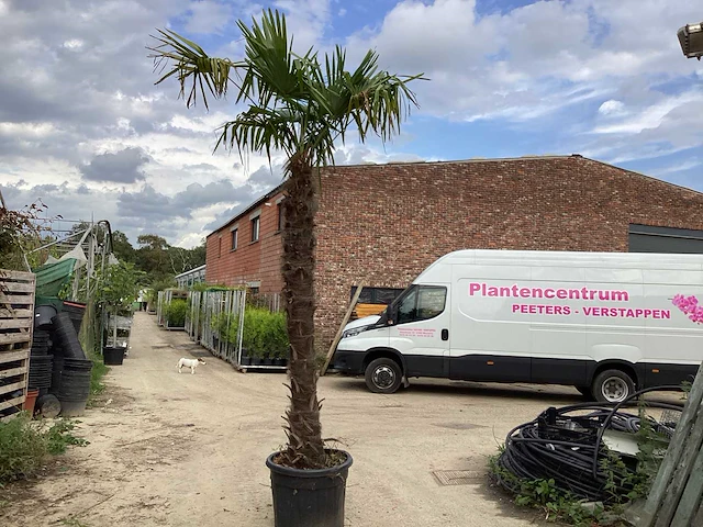 1 trachycarpus 3m hoog - afbeelding 1 van  2